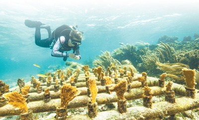 　　在墨西哥莫雷洛斯港附近，一名潜水员正在查看人工培育的珊瑚。 