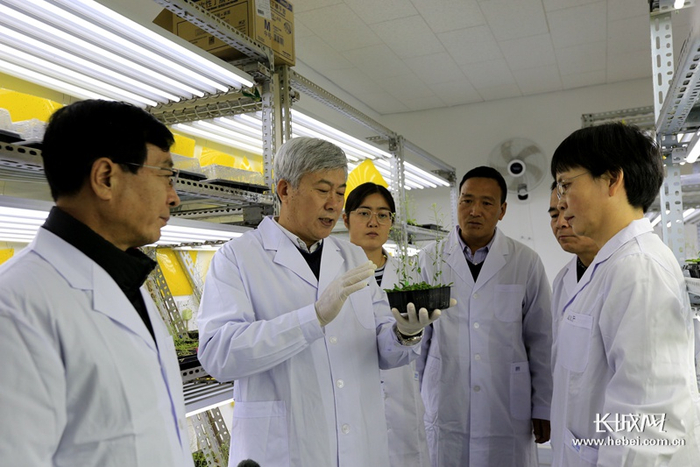 马峙英带领团队进行棉花育种攻关。