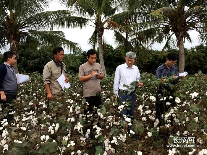 马峙英在海南棉花育种基地。