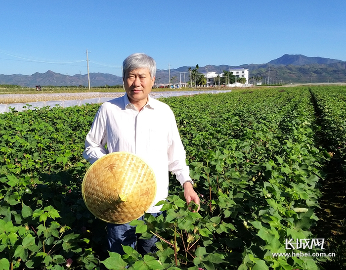 马峙英在棉田中工作。