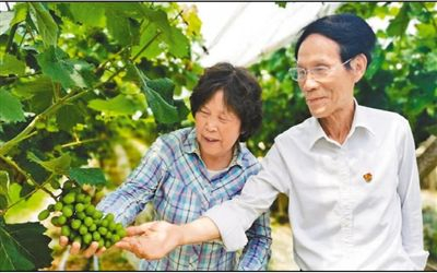 　　湖南农业大学教授石雪晖与朱有志（右）一起查看葡萄种植情况。&nbsp;资料照片