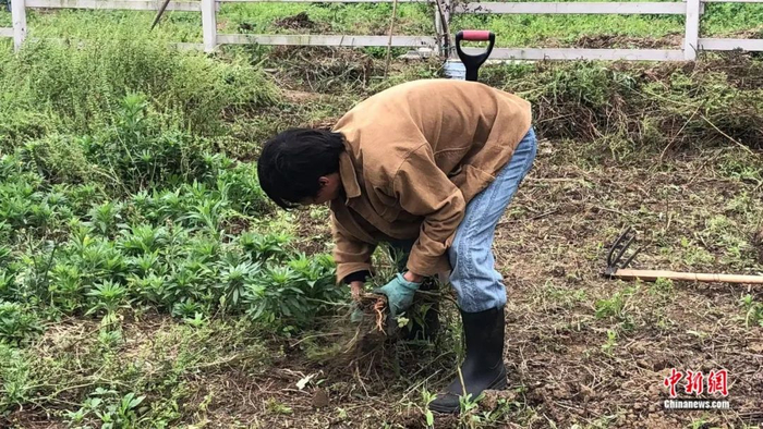 阿满正在除草。尧欣雨 摄