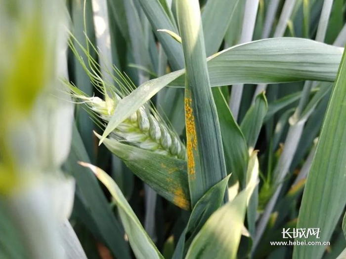 小麦条锈病病状。河北省植保植检总站 供图