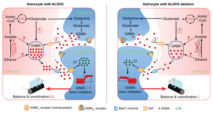 ALDH2存在或缺失状态下的不同代谢机制
