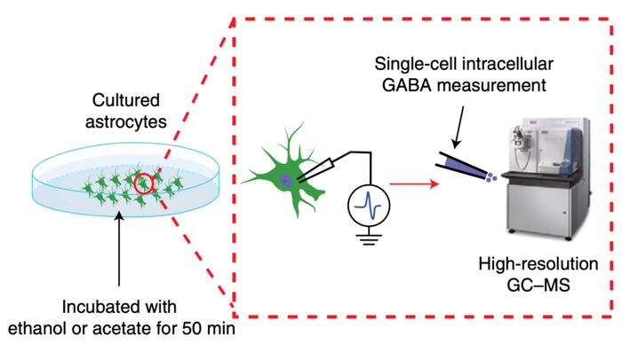 单个星形细胞水平的研究