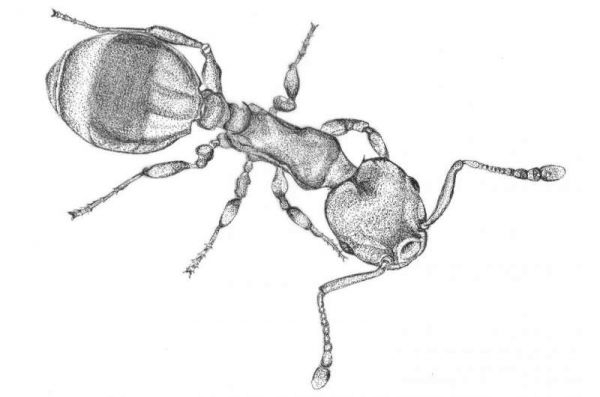 研究显示，蚂蚁对社交隔离的反应与人类和其他社会哺乳动物类似