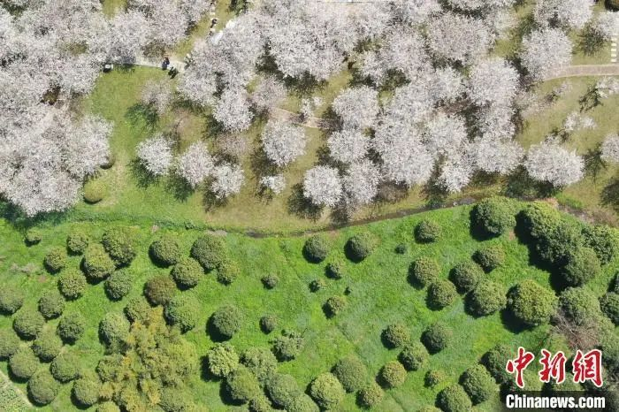 航拍南京高校春日美景。中新社记者 泱波 摄