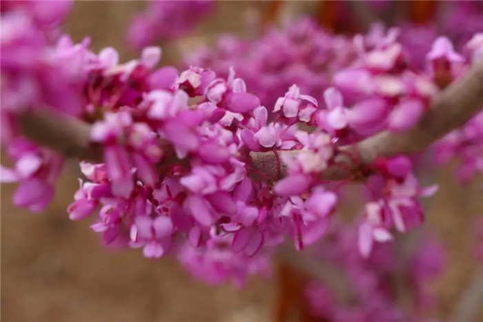 （伽师县纪委监委 曾耀贤 摄）