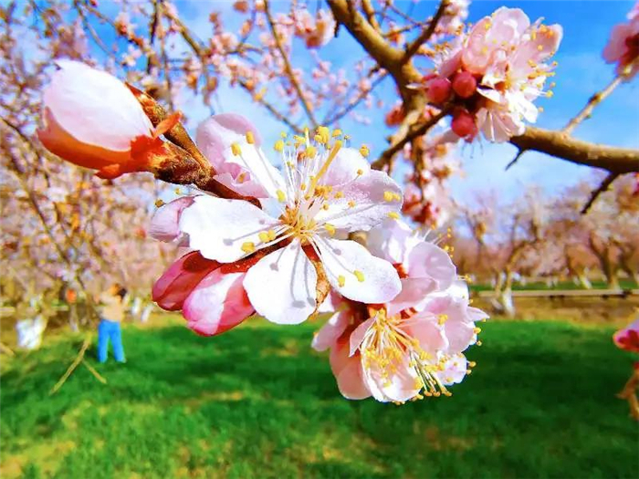 （阿克陶县纪委监委  阿不力孜卡热·马木提 摄）