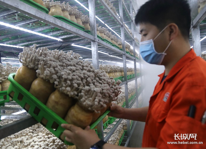 河北光明九道菇工厂化食用菌生产基地食用菌培育间。