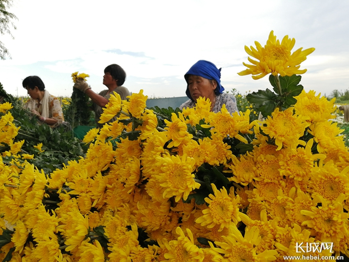 石佛寺村菊花种植基地。