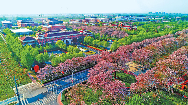 人间最美四月天，泡桐花开也芳菲。四月的兰考，满城芬芳，成片成片的泡桐林鲜花盛开，生机盎然。（记者 史长来 摄）