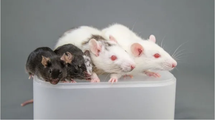 从左到右：小鼠、与大鼠嵌合后的小鼠、与小鼠嵌合后的大鼠、大鼠。图源：中内启光等，东京大学/斯坦福大学。