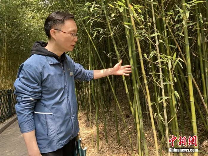 紫竹院公园园林科技科高级工程师冯小虎介绍公园内竹子。徐婧 摄