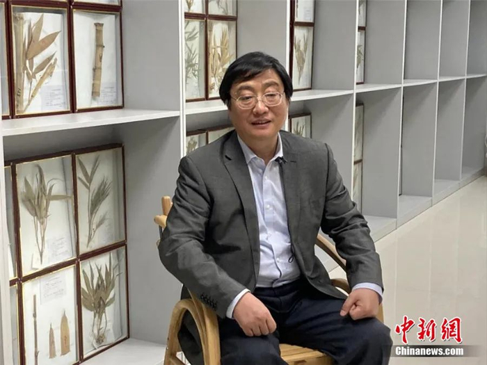 国际竹藤中心竹藤资源与环境研究所所长范少辉接受中新社采访 。徐婧 摄