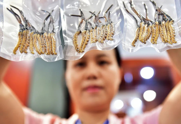  真空包装的冬虫夏草。图/视觉中国