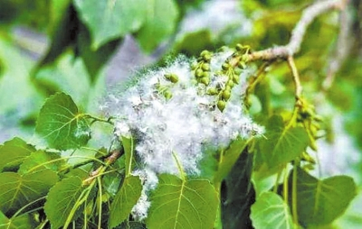 杨树飞絮 （资料图片）