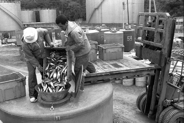 水俣镇受污染的鱼被回收到密闭容器内。图|视觉中国