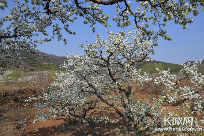长城脚下盛开的古酸梨树花。