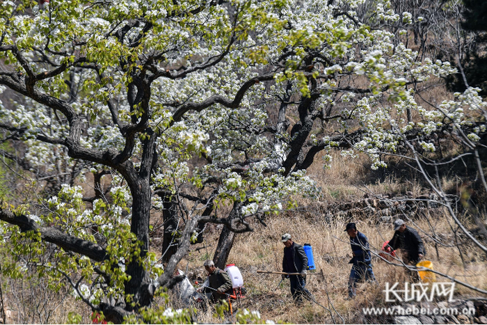 保护人员走进古酸梨树林。