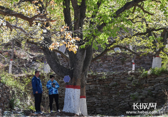 工作人员填写古酸梨树保护牌匾。