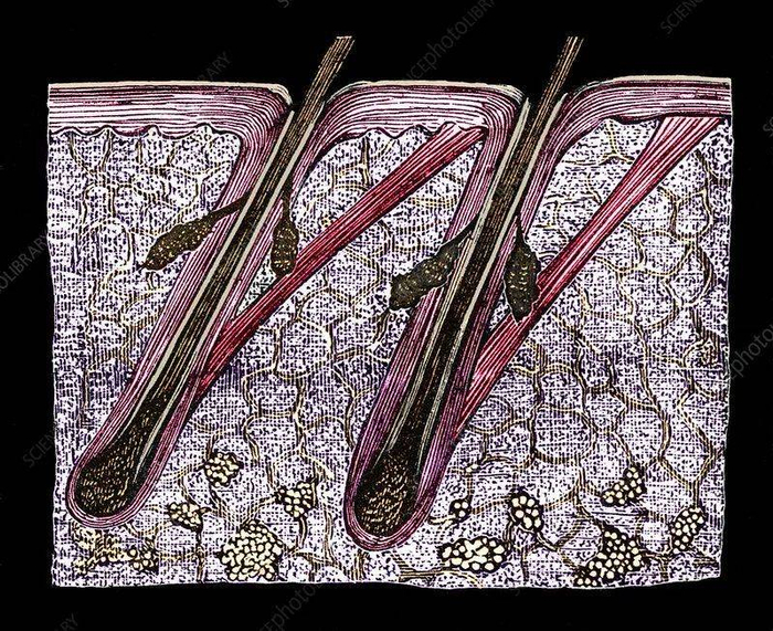 头发毛囊的显微结构  图源：Sheila Terry-science photolibrary