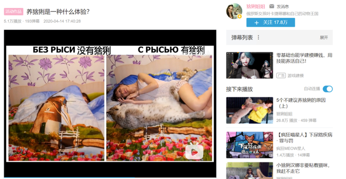 俄罗斯女孩叶卡捷琳娜在B站上分享养猞猁的生活体验