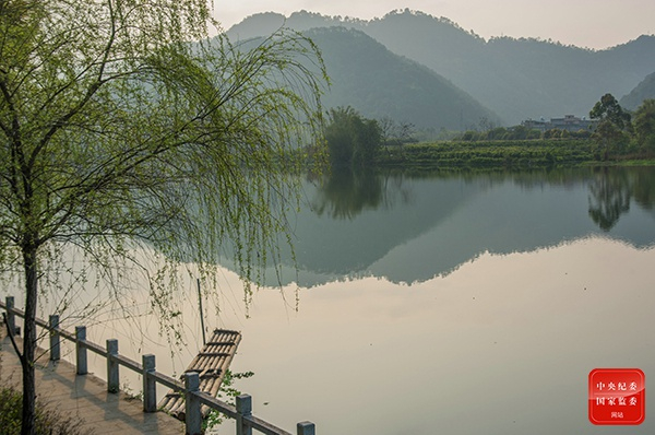 柳条百尺拂银塘，且莫深青只浅黄。（广西壮族自治区蒙山县纪委监委供 林志清 摄）