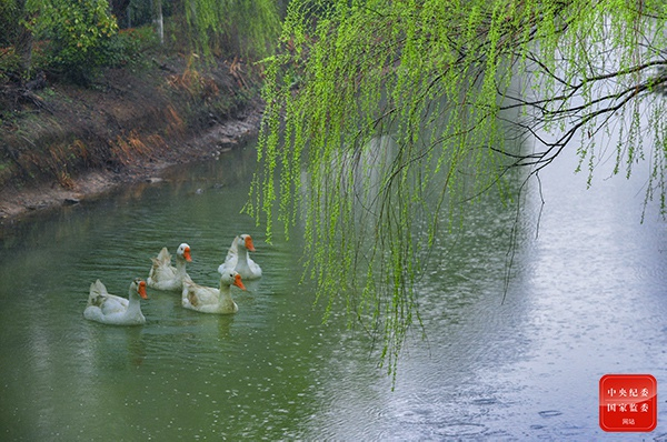 堤上淡黄柳，水中花白鹅。（江苏省无锡市水务集团有限公司纪委供 宣涛 摄）
