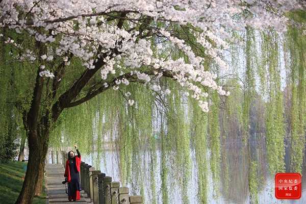 岛花开灼灼，汀柳细依依。（浙江省东阳市纪委监委供 黄丽燕 摄）