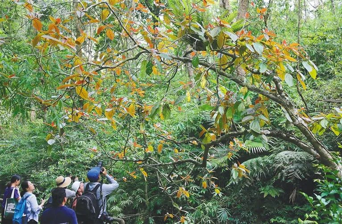 游客参观海南热带雨林国家公园。海南日报记者 李天平 摄