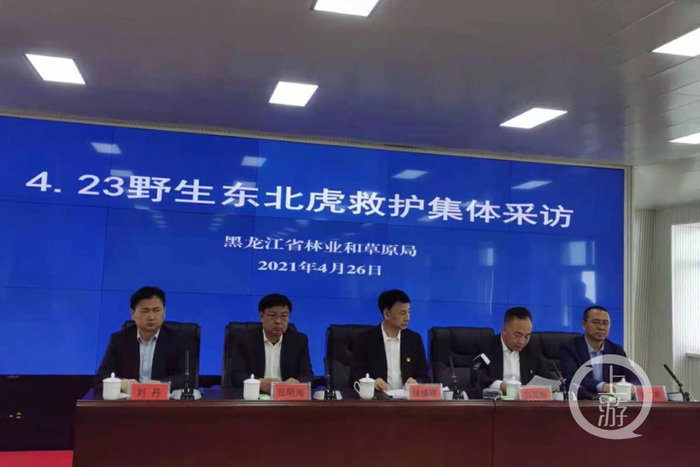 ▲4月26日上午，黑龙江召开发布会，通报4.23野生东北虎救护情况。图片来源/龙头新闻