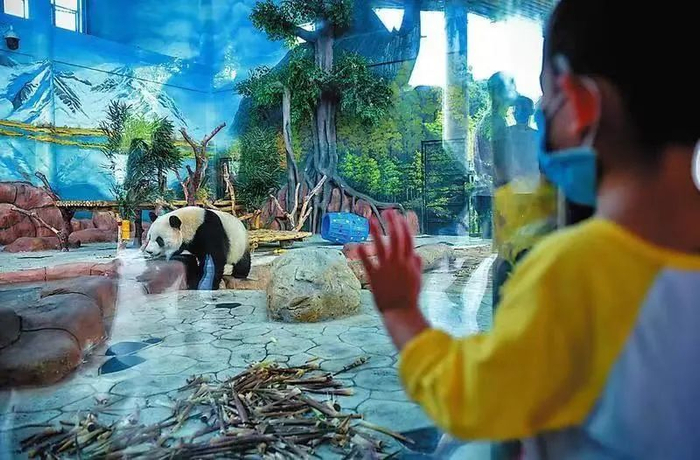 南宁动物园内的大熊猫最受小朋友欢迎（潘浩摄）