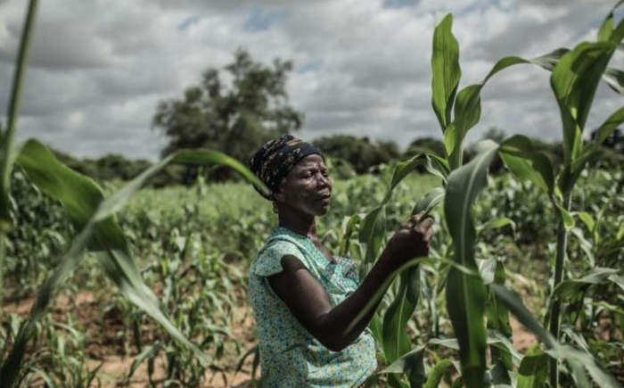 △尼日利亚阿比亚州农民在查看玉米受灾后的情况 图片来自尼日利亚《农业与食品环境》杂志