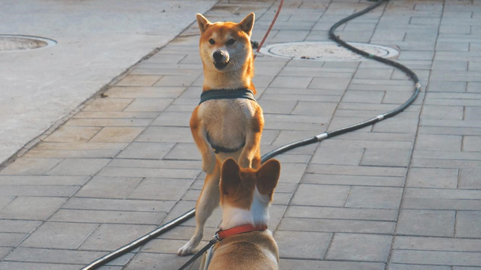 被牵引绳牵住的宠物犬。人民网 韩基琛摄