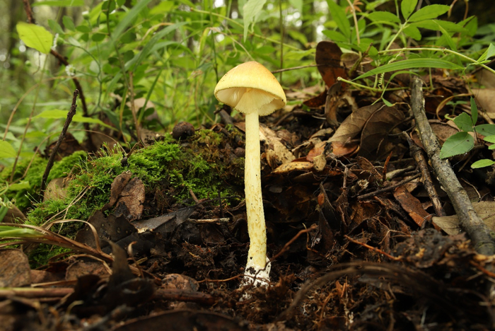 黄盖鹅膏 Amanita subjunquillea，具有α-鹅膏毒素和β-鹅膏毒素，一个子实体即可致命，是当之无愧的“剧毒鹅膏菌”（图片来源：作者自制）