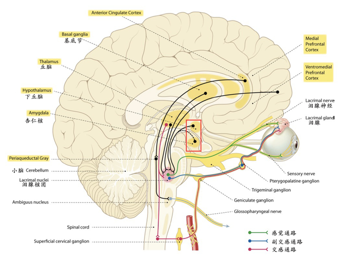 流泪的生理学基础 | 参考文献[2]，作者汉化