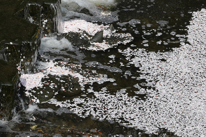 这是4月1日在日本东京拍摄的目黑川上的樱花瓣。新华社记者杜潇逸摄