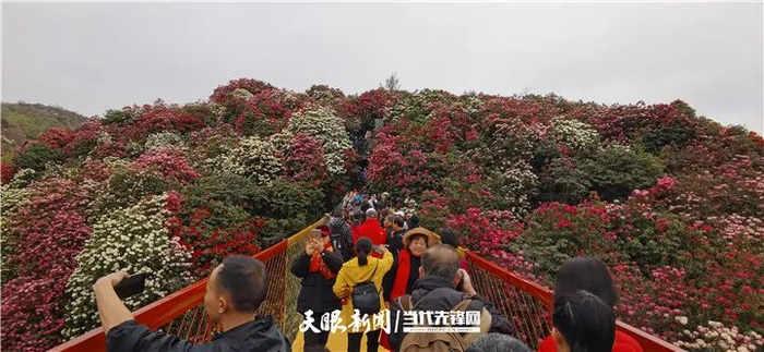 游客打卡百里杜鹃花海 陈健 摄