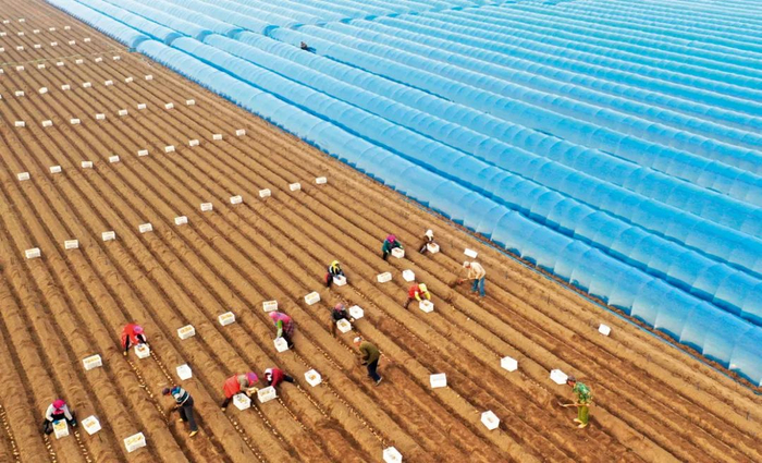 ▲ 3月27日，河北省唐山市丰润区欢喜庄乡大齐坨村的农民在播种生姜 杨世尧摄 / 本刊