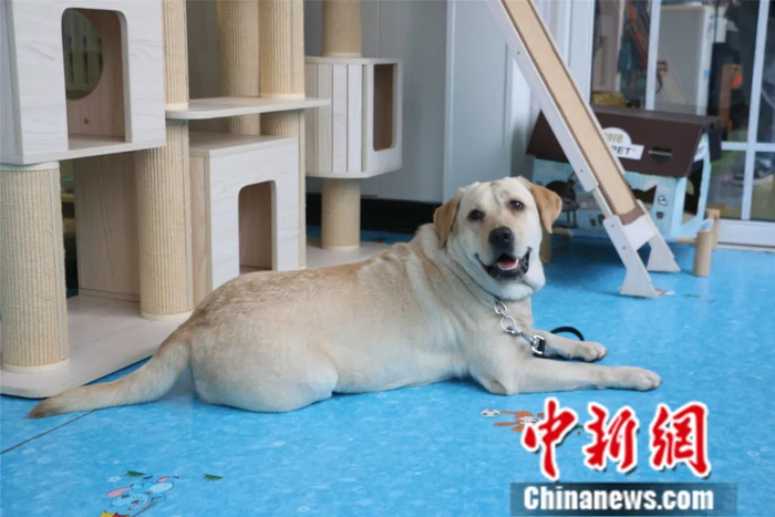 图为宠物狗“莱卡”。