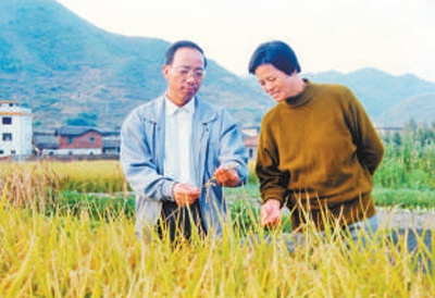 上世纪90年代，谢华安夫妇在田里察看秧苗长势。　　资料照片
