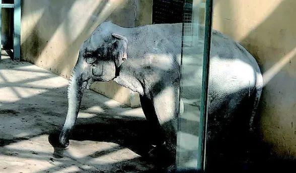 太原动物园大象。图/视频截图