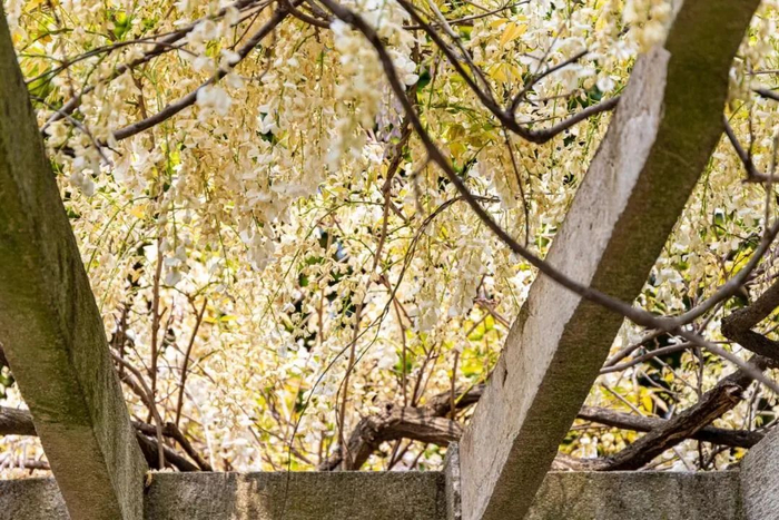 图片来源：南京玄武湖景区