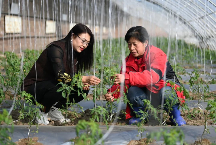 图为天津市武清区女企业家石永苓（左）和农户在大棚内查看农作物生长情况。多年前，石永苓和丈夫一起靠着2万元的小额贷款在天津建起蔬菜大棚，从种菜开始逐步走上致富路。李然摄（新华社发）