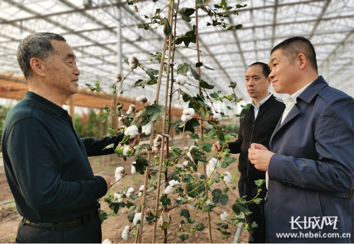在国欣科研智能温室里，卢国欣（左一）向孙顺超（右一）等人介绍棉种的选育过程。长城网记者 郭庆敏 摄