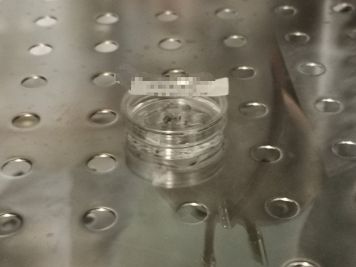 新鲜胚胎 上面标签为患者的姓名以及新鲜胚胎的存放日期 即将被植入母体或被放入液氮罐冷冻保存&nbsp;图片摄于四川省人民医院 图片来源：界面新闻