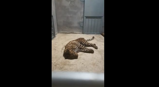 　图片来源：视频截图