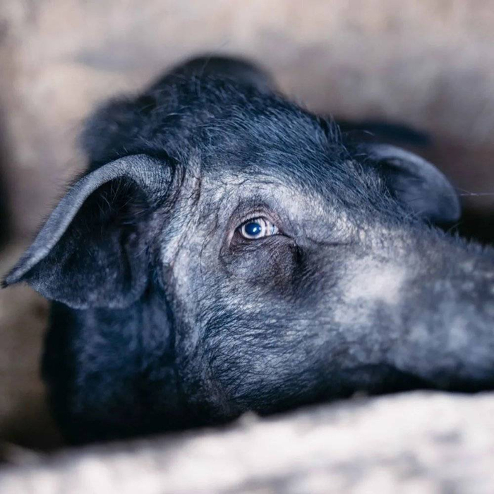 老寨子里楼下就是牲口棚