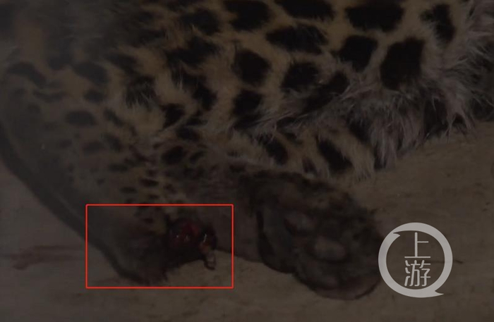 ▲5月8日媒体公布第二只小豹子画面显示，其右后掌有明显伤痕。图片来源/视频截图